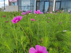-格桑花餐厅·炭火烤羊腿(丰宁坝上草原店)