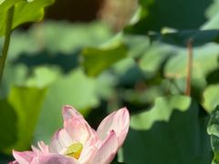 -陈家山荷花公园