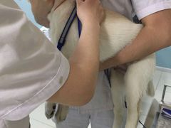 -中农大我爱我爱24h动物医院·中医针灸·猫专科·骨科医疗中心(双井店)