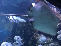 -暹罗海洋世界