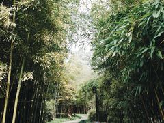 -望江楼公园
