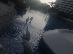 -檀悦都喜天丽度假酒店游泳池