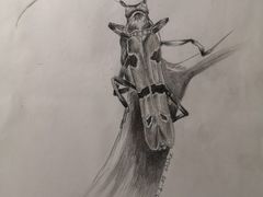 -缤纷鸟美术书法(交大校区)