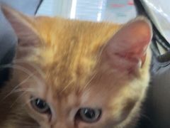 -瑞派福兴宠物医院犬猫全科·骨科·中西医结合(河东店)