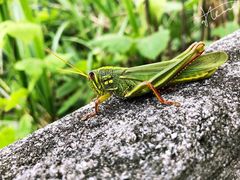-东天目山风景区