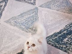 -猫爪屋猫咖(乐汇城店)