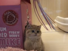 -momokira米努特·德文卷毛猫·棉花面纱犬