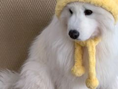 -星多哈·狗咖·拼豆·咖啡