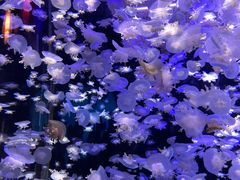 -太平洋海底世界