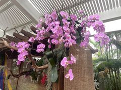 -广州兰圃