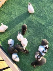 点击看大图 -萌宠亲子动物乐园(槐房万达店)