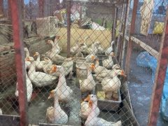 -鱼窝棚柴火铁锅炖(富山屯店)