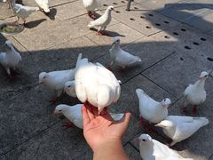 -天津妈祖文化园