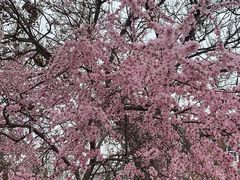 -桃花堤公园