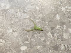 -杭州植物园