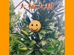 -前小桔亲子创意农场·草莓采摘·露营烧烤