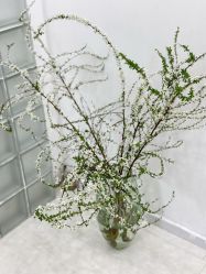 -安那般那皮肤年轻化ANAPANA