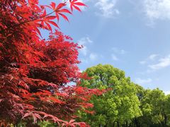 -上海鲜花港
