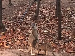 -清迈夜间动物园