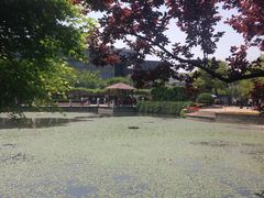 -嘉定紫藤园
