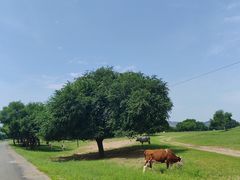 -西拉沐沦大峡谷园区