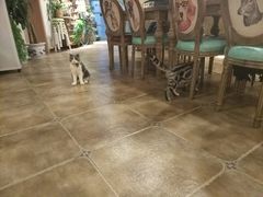 大堂-共舞时光猫咖·狗咖(新街口店)