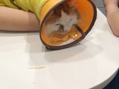 -瑞派动物医院·绝育·犬猫全科·预防医学(光景江南中店)