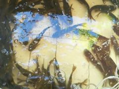 -水库活鱼馆(于桥水库店)