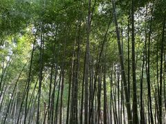 -上海佘山国家森林公园西佘山园