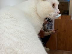 -有猫主题·治愈系猫咖(曾厝垵店)