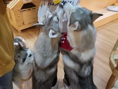 -Husky Go! 哈士奇体验馆·宠物咖啡厅狗咖
