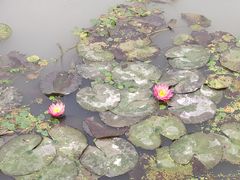 景点-天府芙蓉园