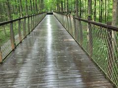 -黄海国家森林公园