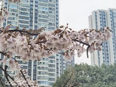 -红星桥(地铁站)