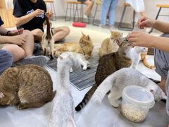 -Heymao猫咖.咖啡厅(东门店)