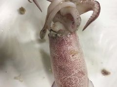 -后田海鲜餐厅(南澳香湖湾店)