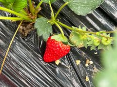 -胜丰草莓采摘园