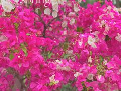 -莲花山公园