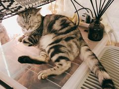 -平行世界·猫咖(首经贸店)