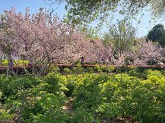 -洛阳市隋唐城遗址植物园