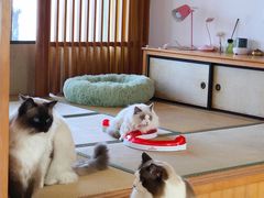 -猫在这儿猫咪咖啡馆·撸猫馆