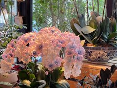 -自由生长植物工作室(深港花卉中心店)
