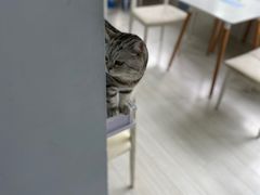 -喵的天空名猫咖啡馆·撸猫·猫舍·用品