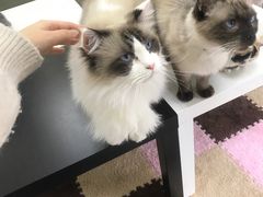 -三花喵·撸猫购宠·宠物生活馆(虹桥南丰城店)