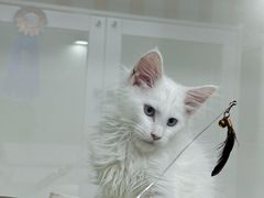 -青奢宠物·青奢猫舍