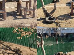 -沈阳森林动物园