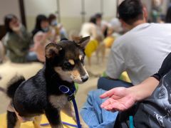 -逗柴咖啡屋·狗咖猫咖宠物桌游