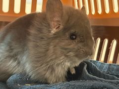 -瑞派·关忠动物医院·异宠专科·犬猫肿瘤·皮肤专科(望京店)