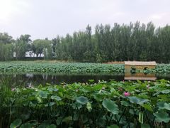 -白洋淀景区