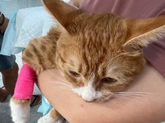 -A猫a狗全科·犬猫异宠·芥西宠物医院(南开总院)